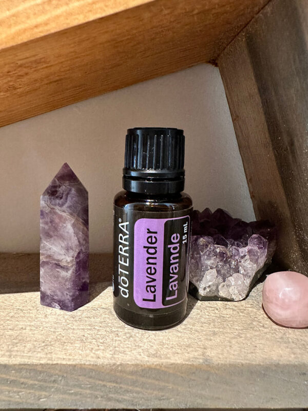 Lavender – Lavandula angustifolia