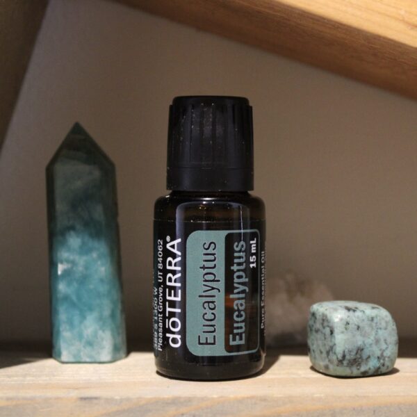 Eucalyptus - Eucalyptus Radiate